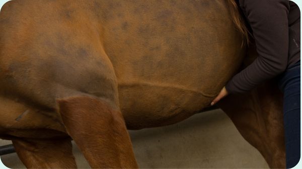 Le déroulé d'une consultation d'ostéopathie pour votre cheval