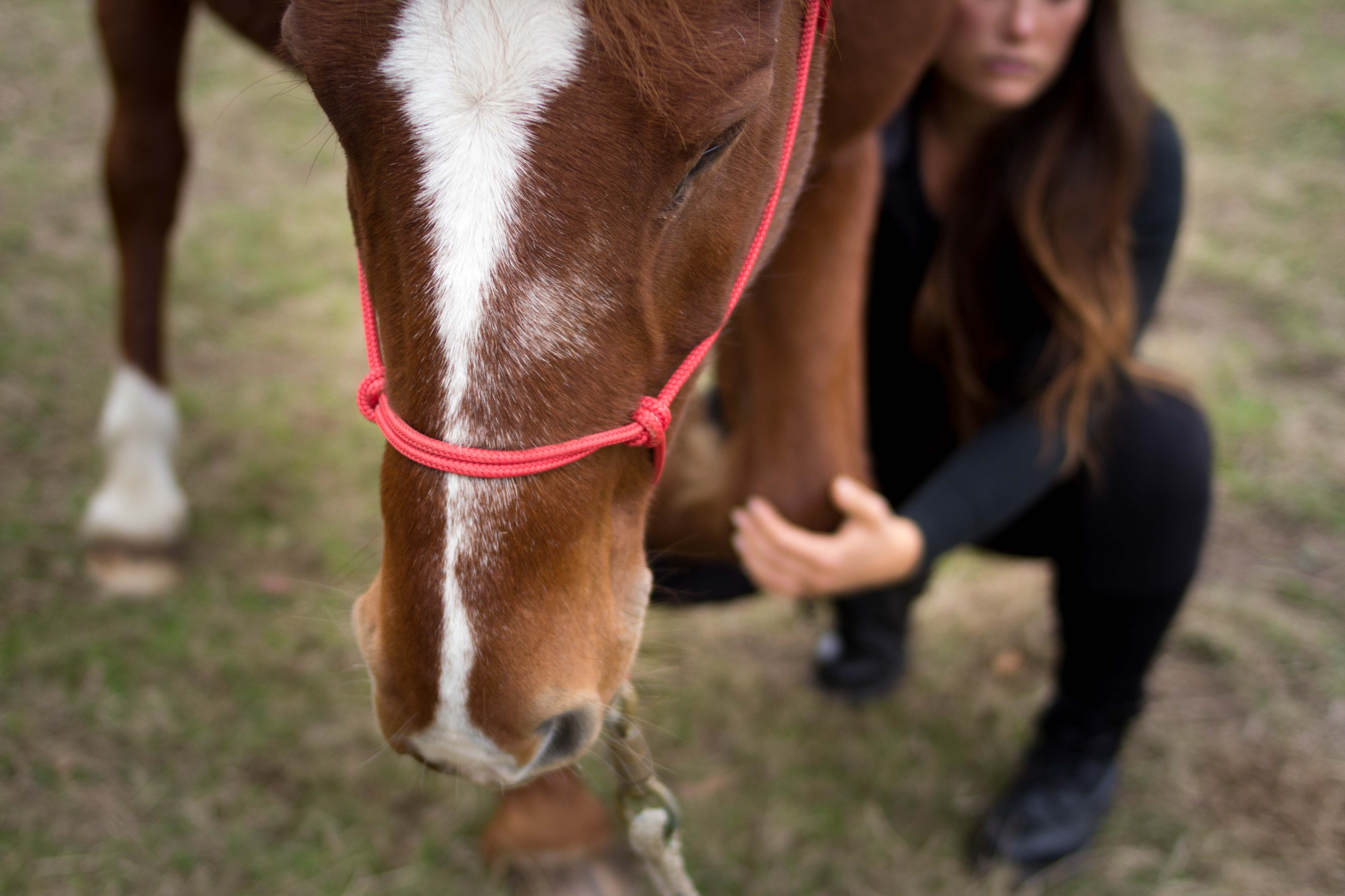 Stage pour apprendre à prendre soin de son cheval au quotidien